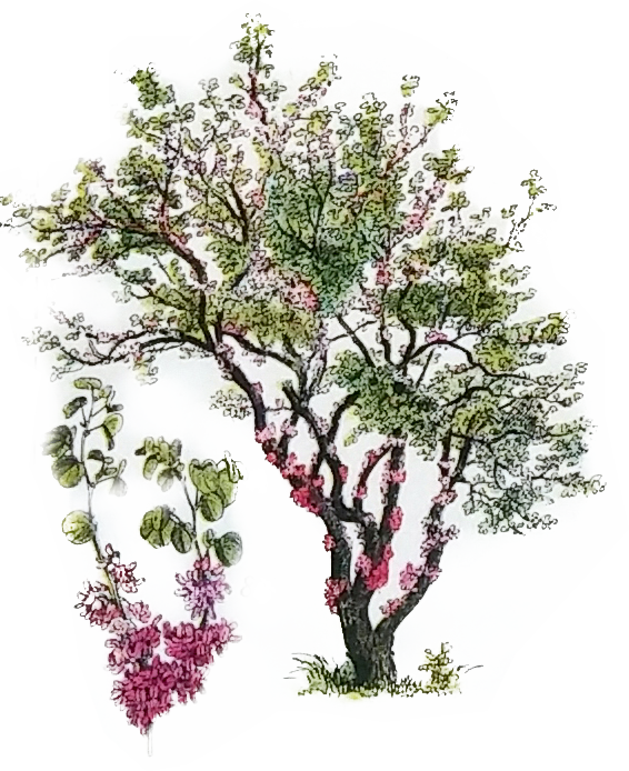 תמונה ממוסגרת על עץ - עץ גבוה עם פריחה וורודה