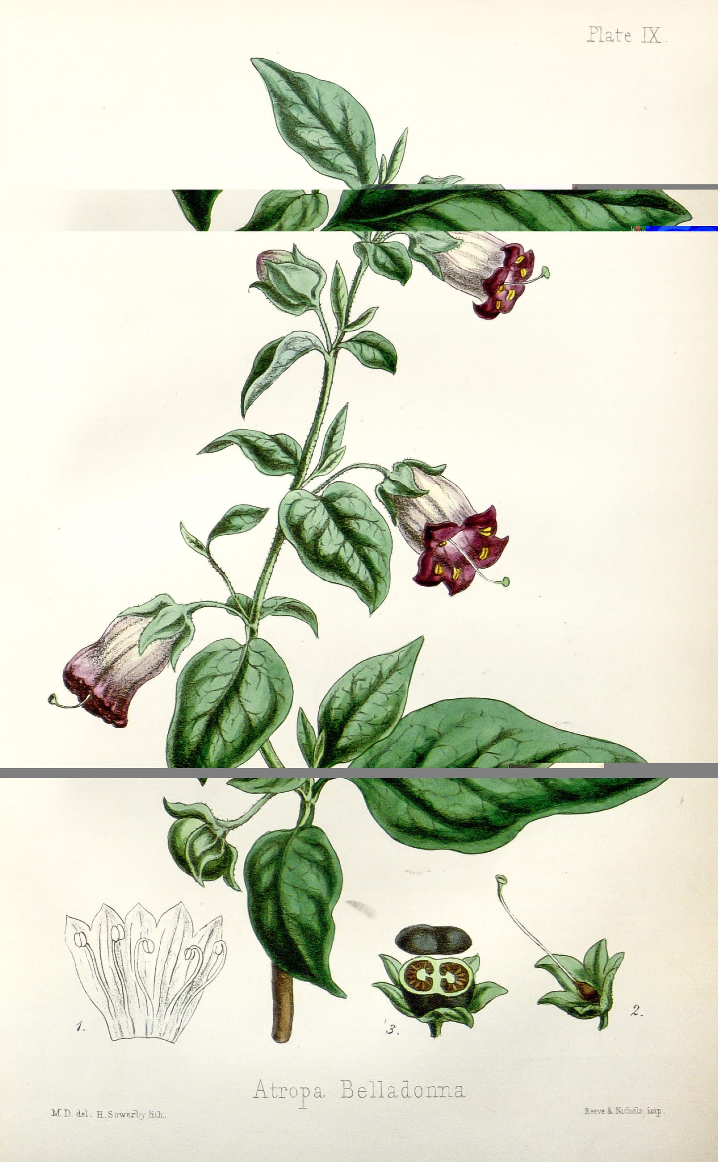 קולאז' תמונות על עץ - פרחים עדינים