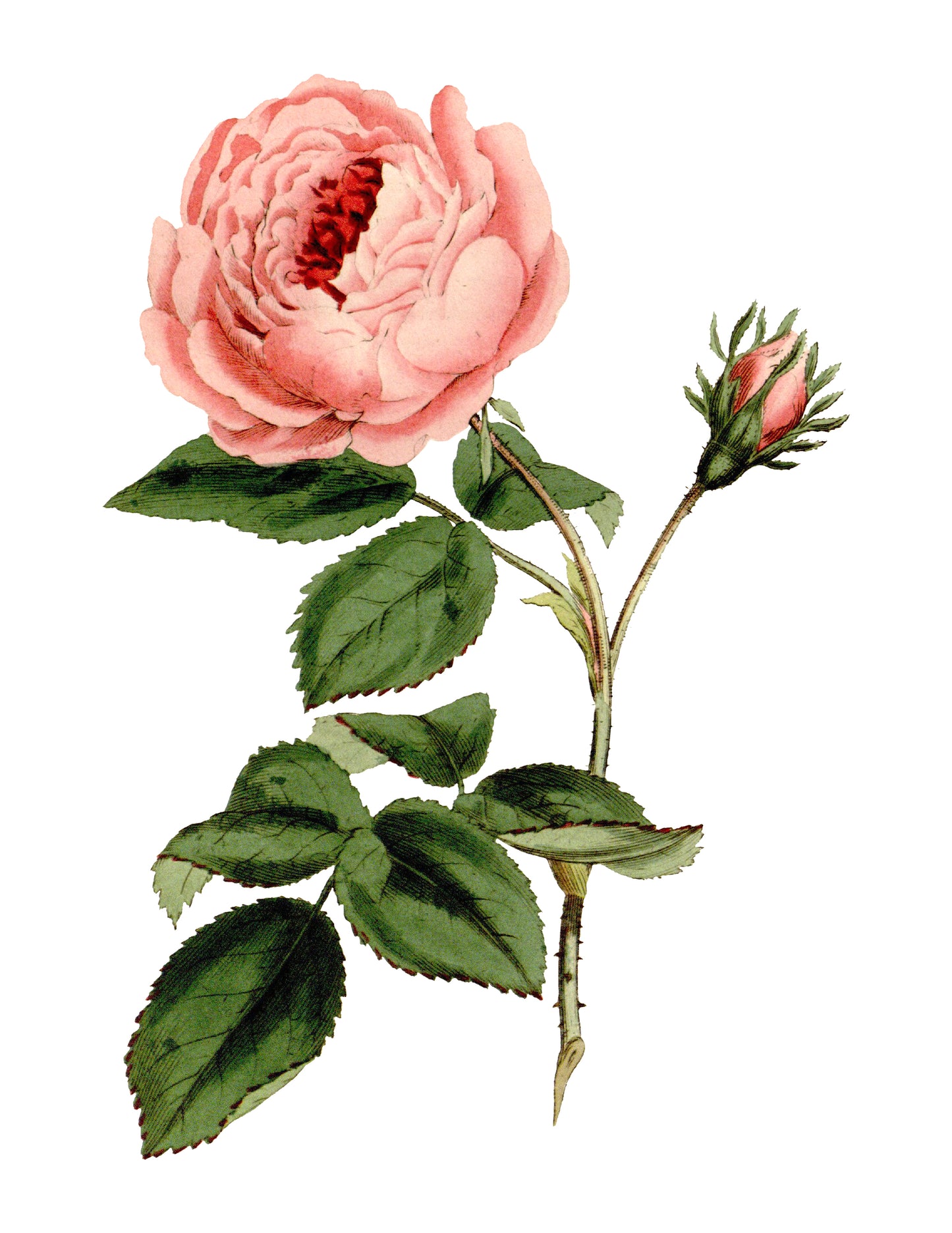 קולאז' תמונות על עץ - של וורדים