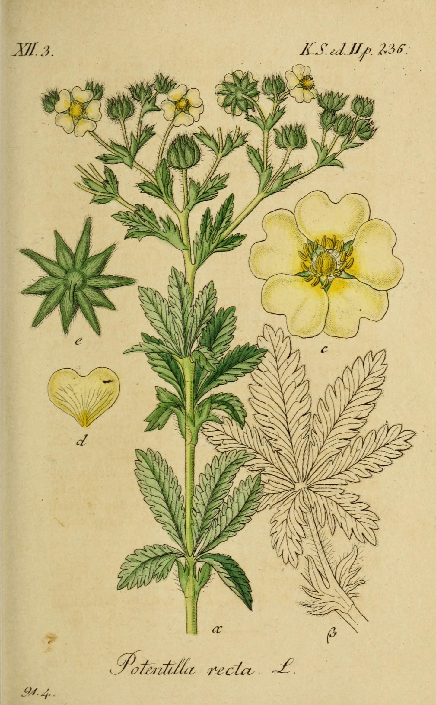 קולאז תמונות ממוסגרות - בוטני צהוב סגול