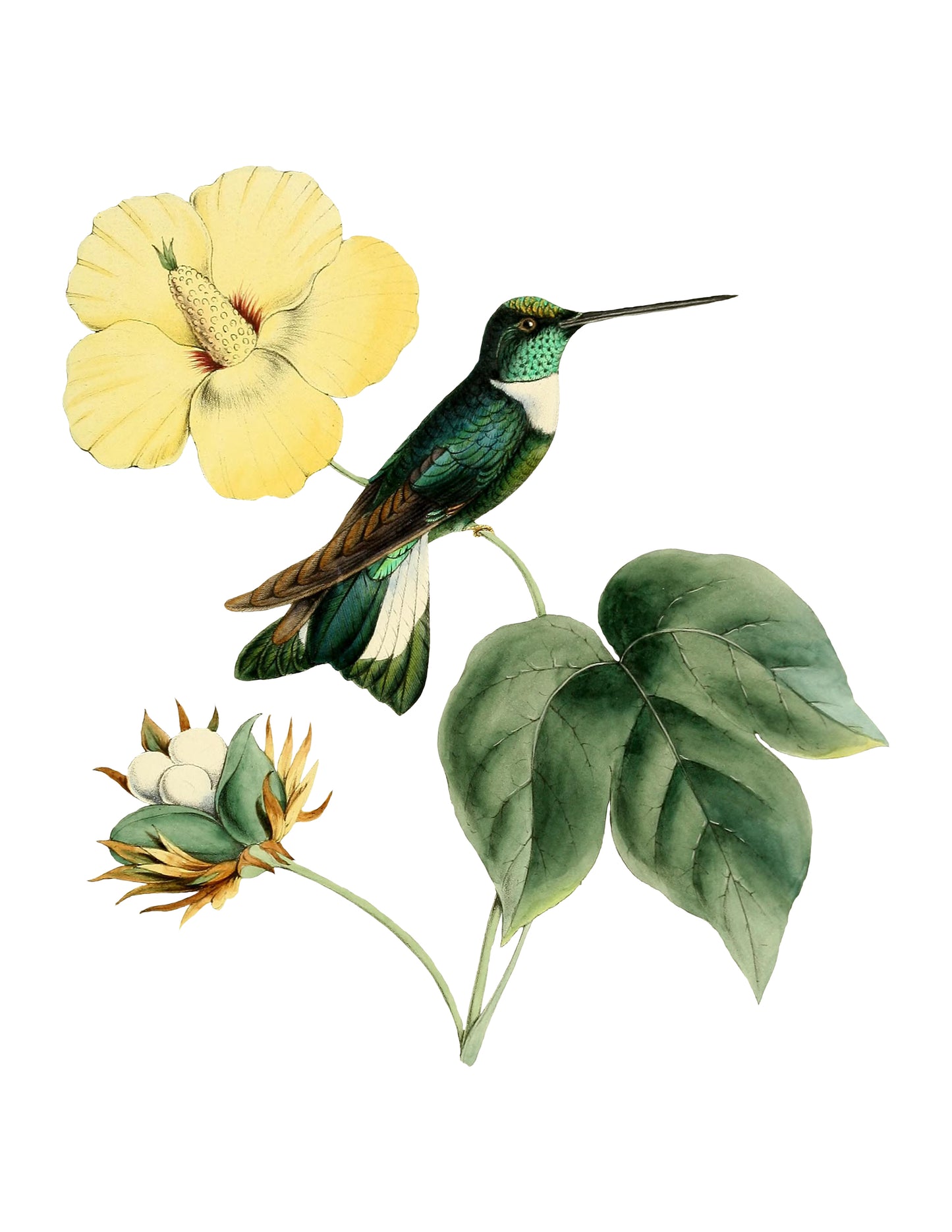 קולאז' תמונות על עץ - ציפורים