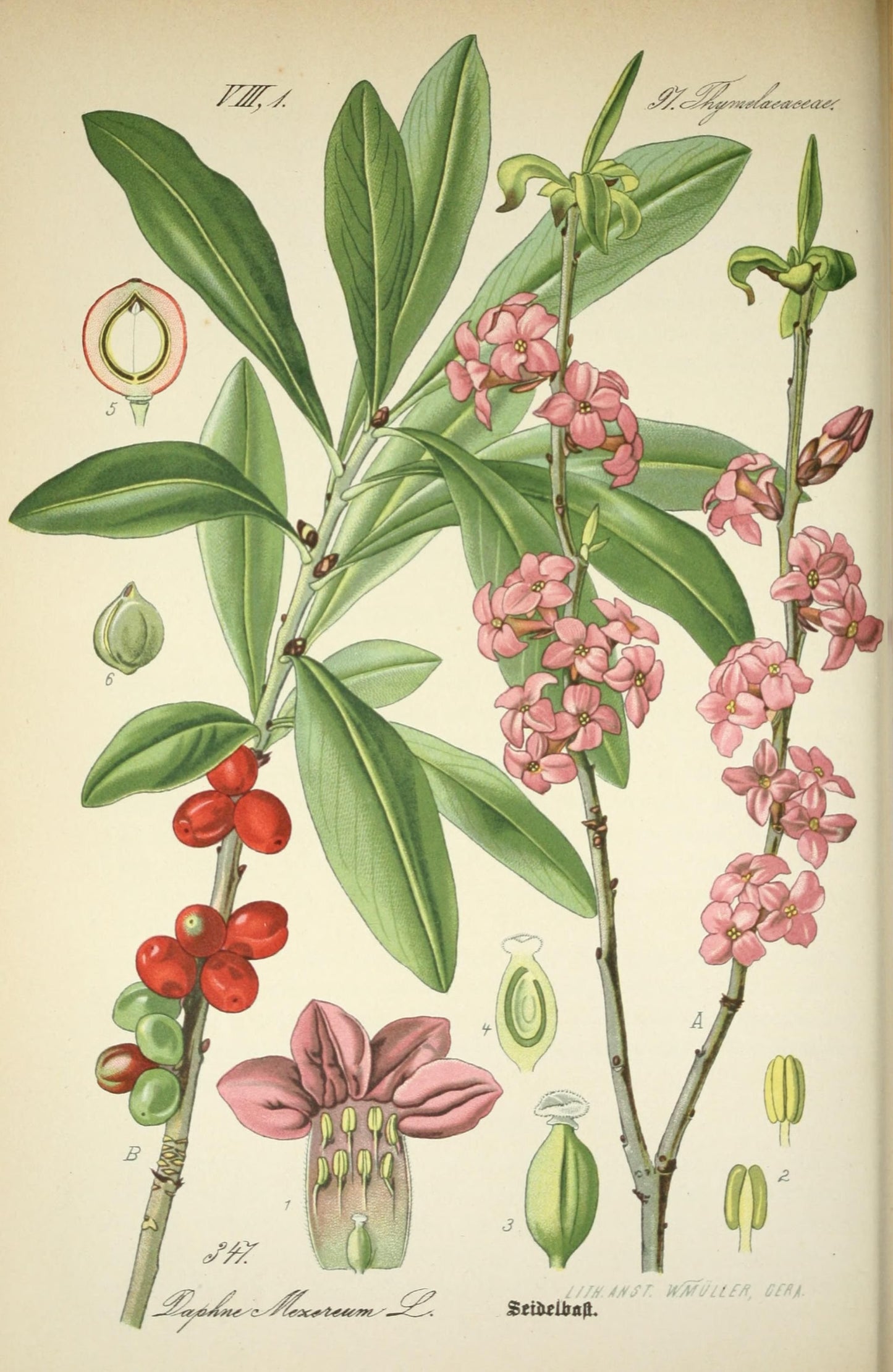 קולאז' תמונות על עץ - בוטני צבעוני