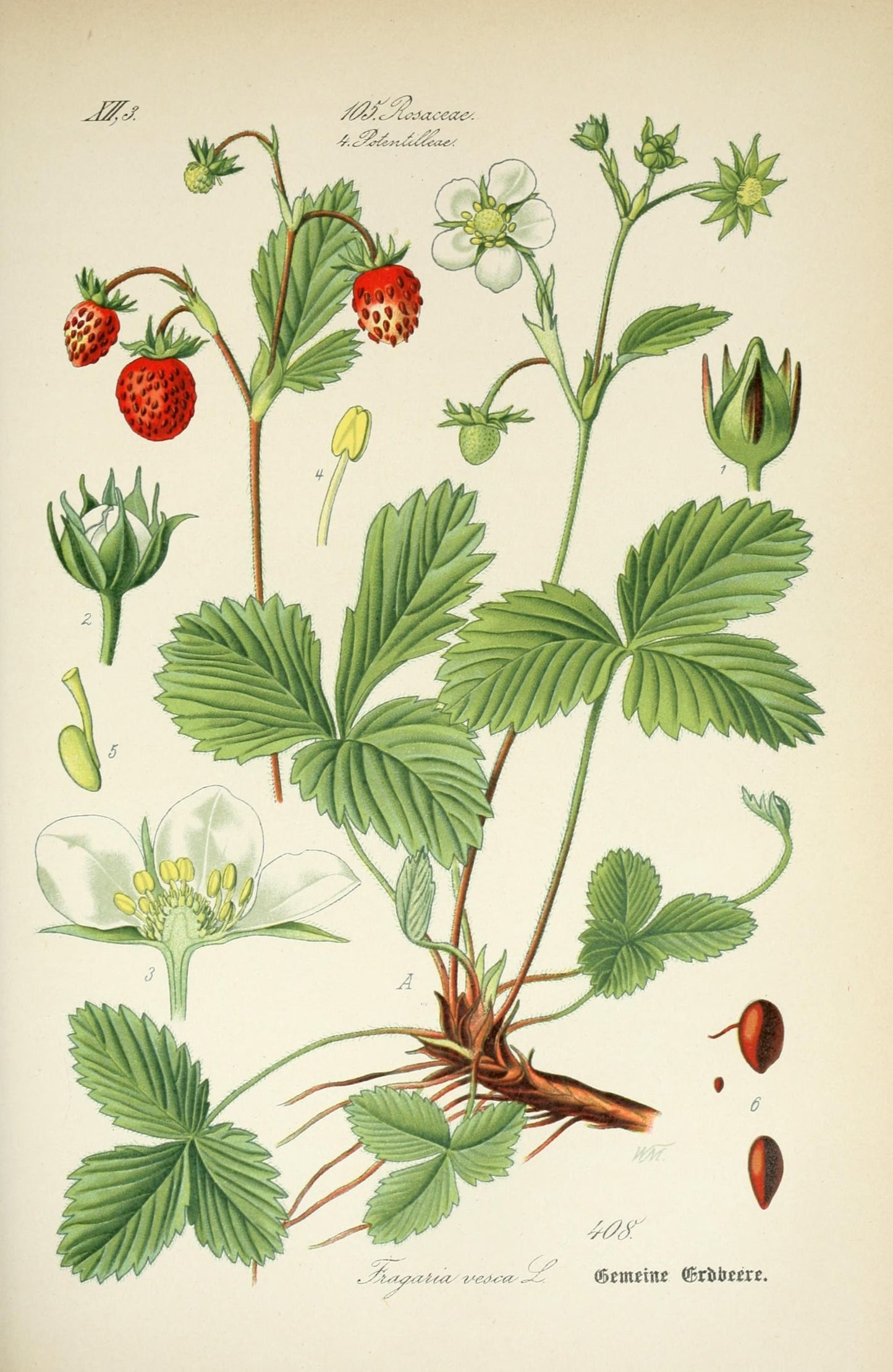 קולאז' תמונות על עץ - תותים