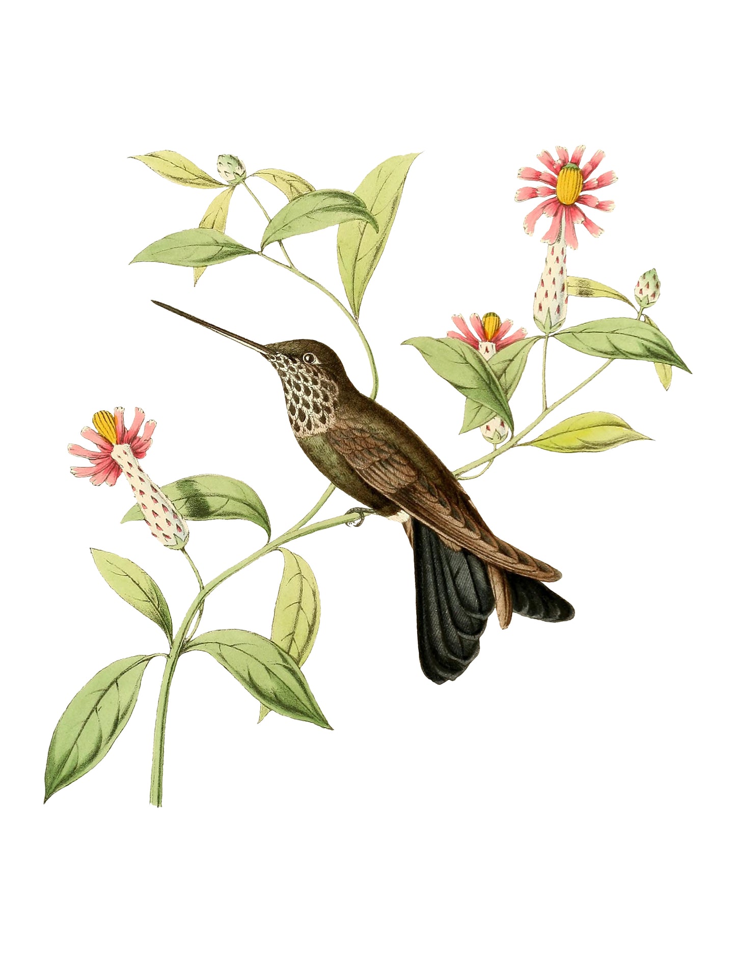 תמונה ממוסגרת על עץ - ציפור עם פרחים