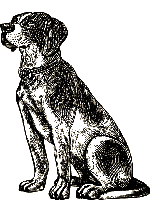 קולאז תמונות בעלי חיים לקטנטנים