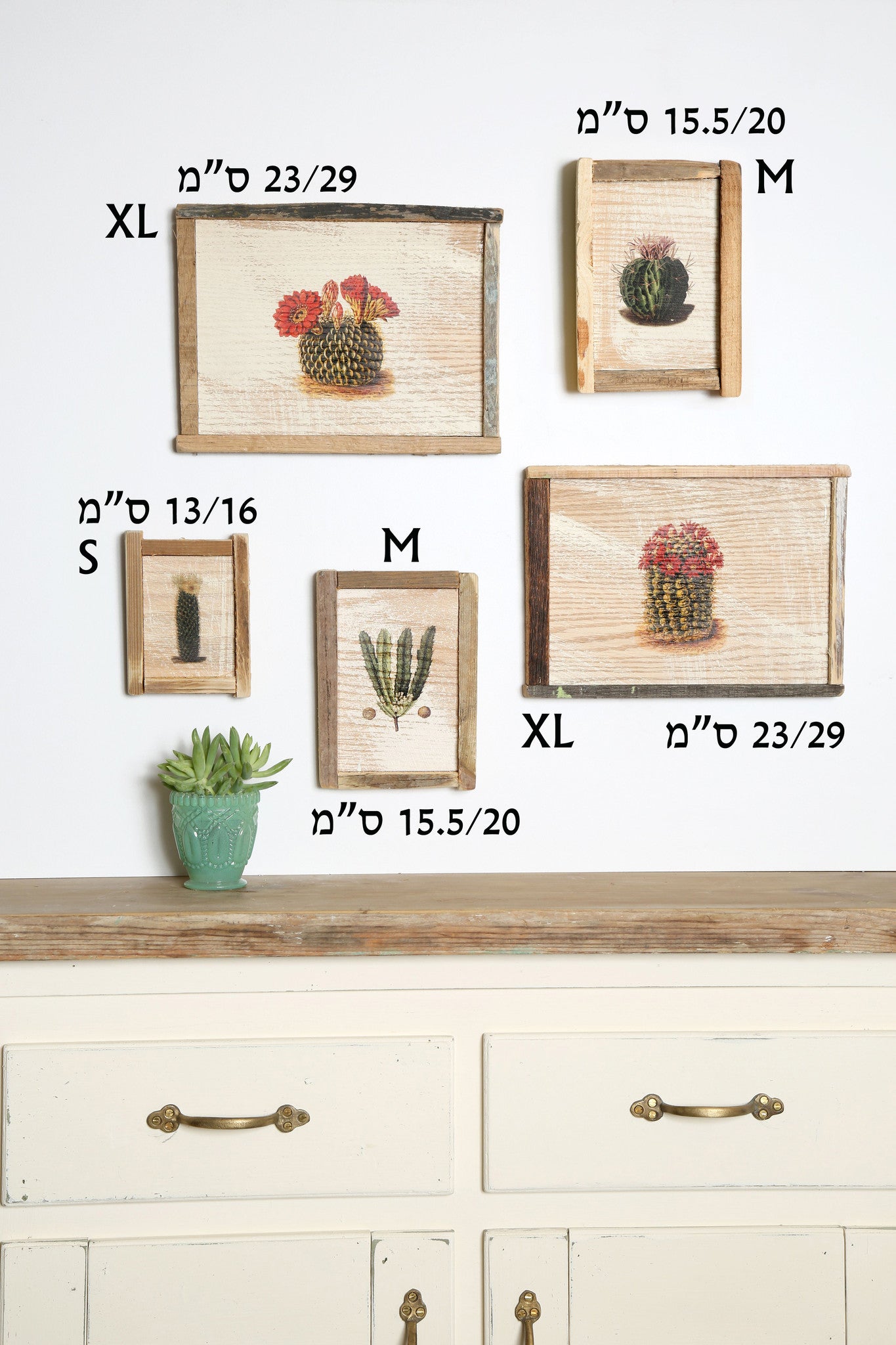 קולאז' תמונות על עץ - קקטוסים עם פריחה