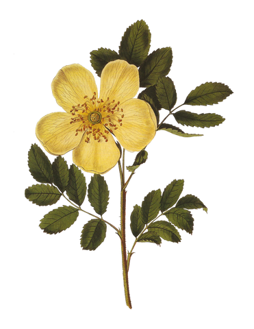 אריחי קרמיקה קטנים - פרחים צבעוניים